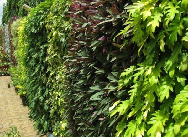 Picture of Different Plants