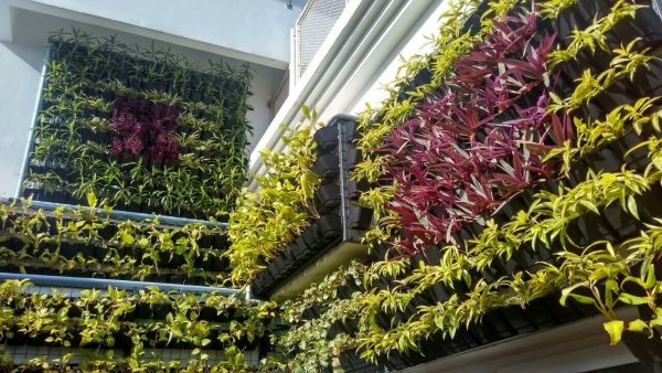 Vertical Garden