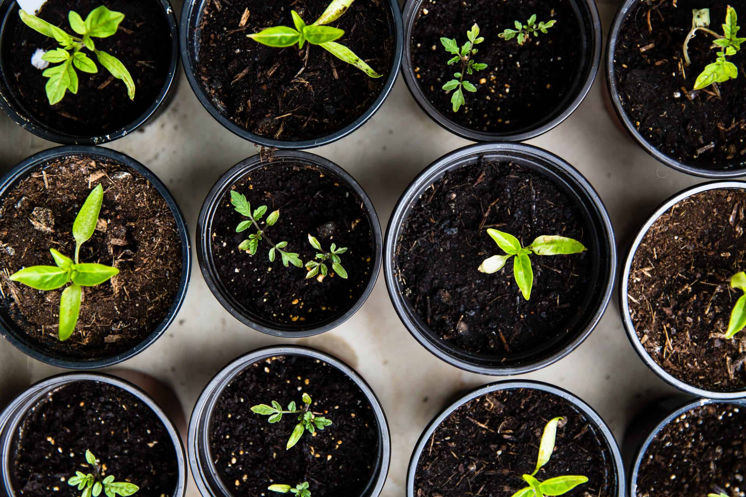 Picture of small plants
