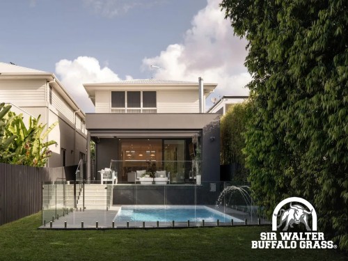 Sir Walter Buffalo Grass Yearly Law Care Plan