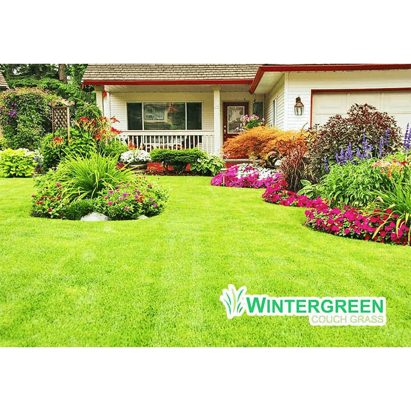 Wintergreen couch grass