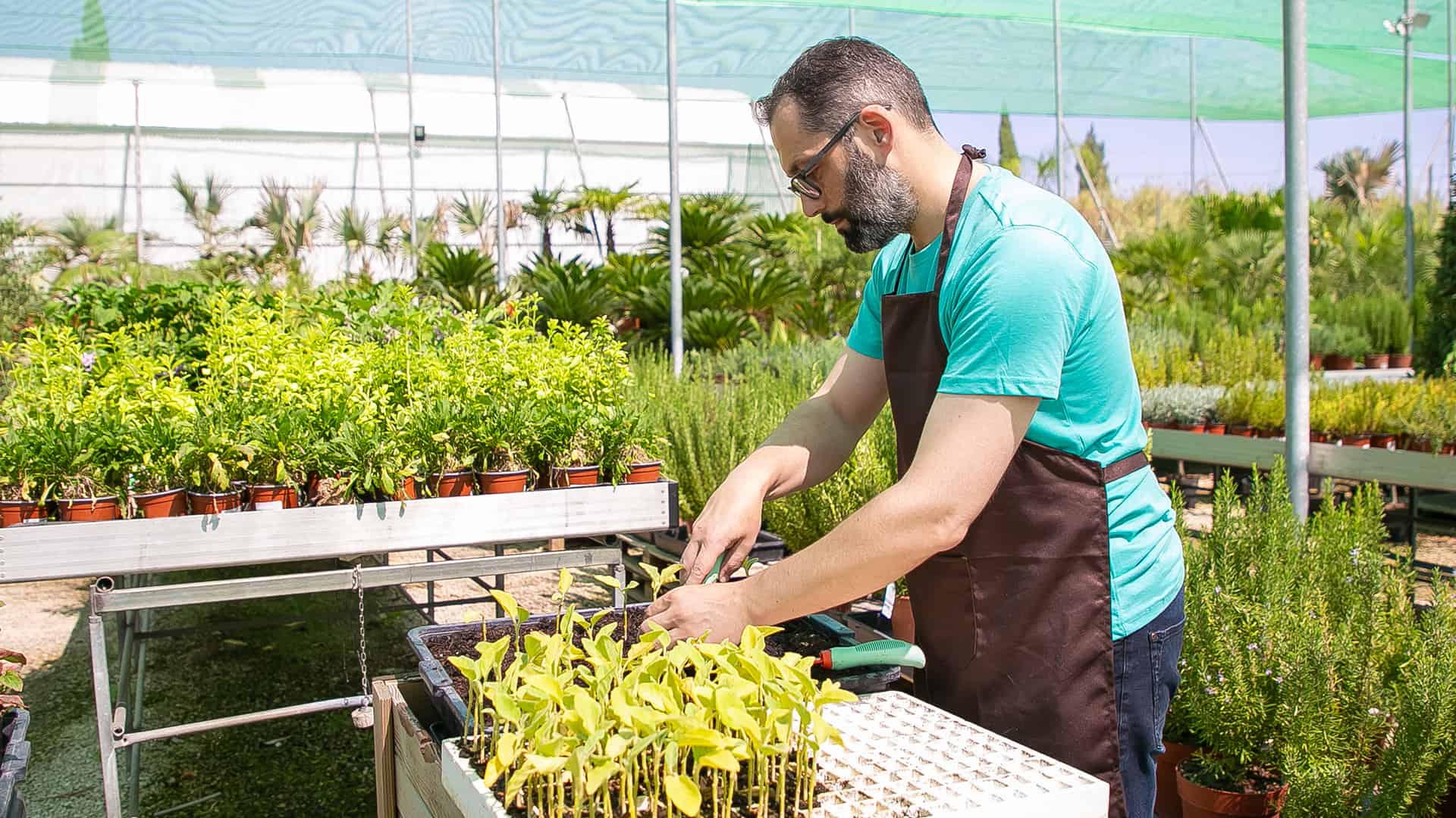 Planting your vegepod All you need to know