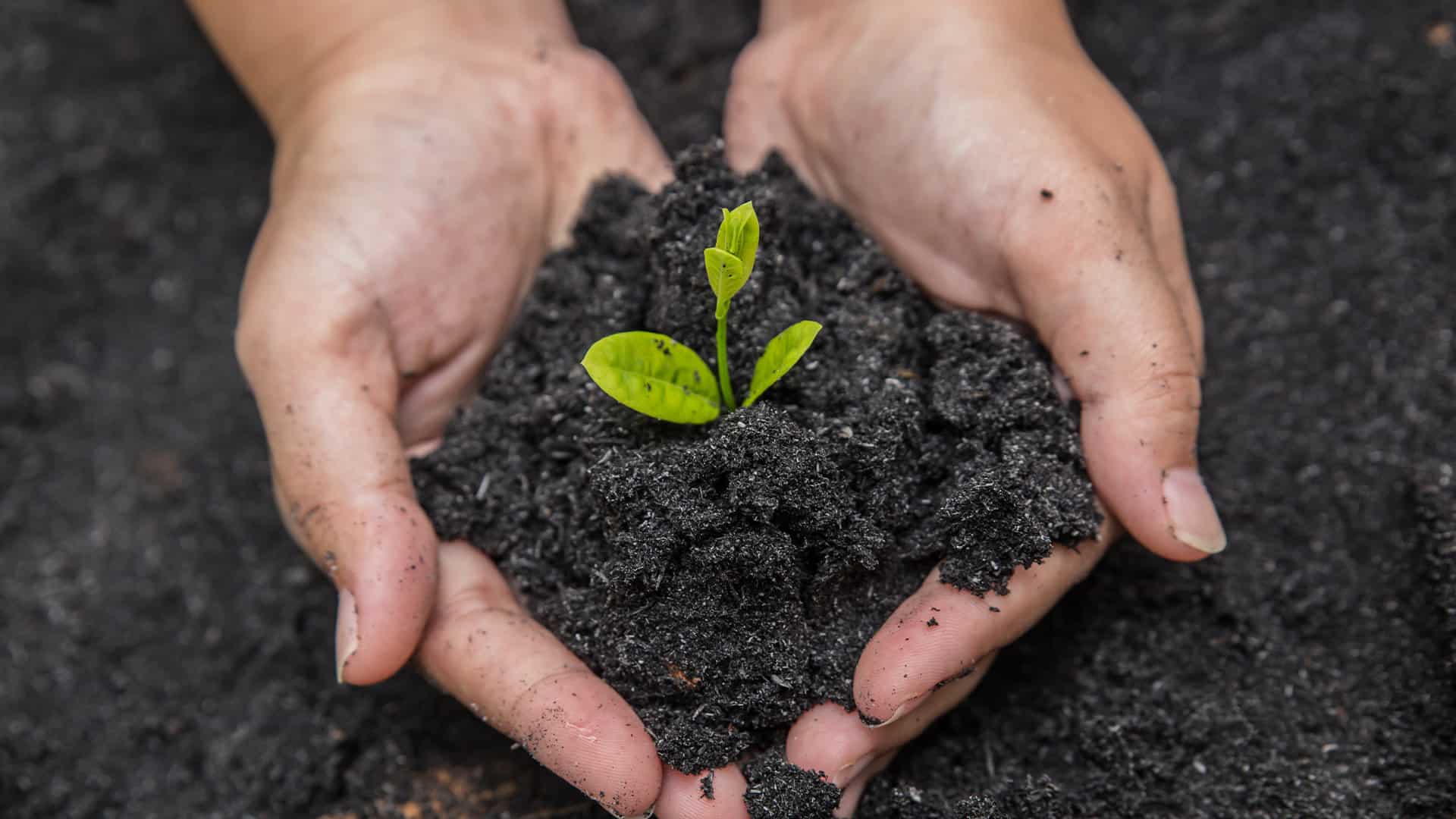What's wrong with my soil?