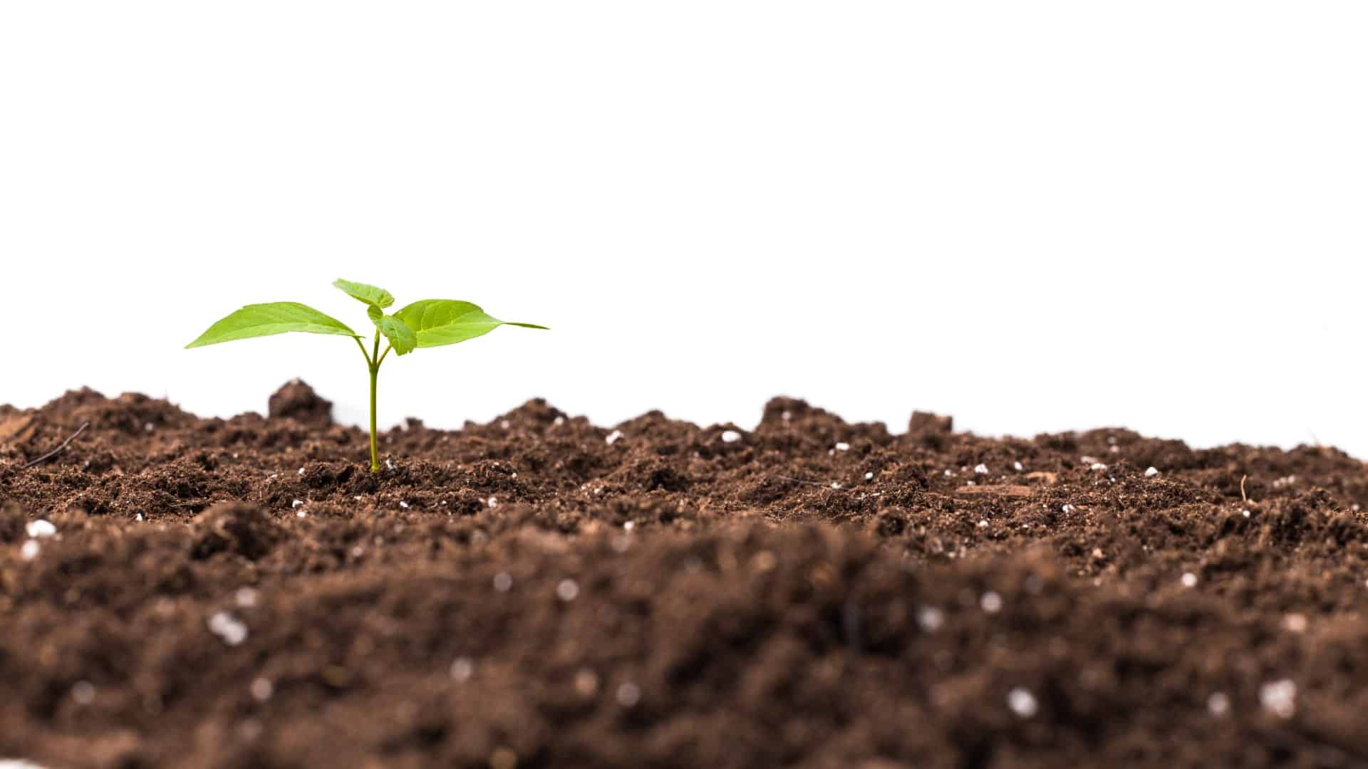 Perlite, Vermiculite, or Peat