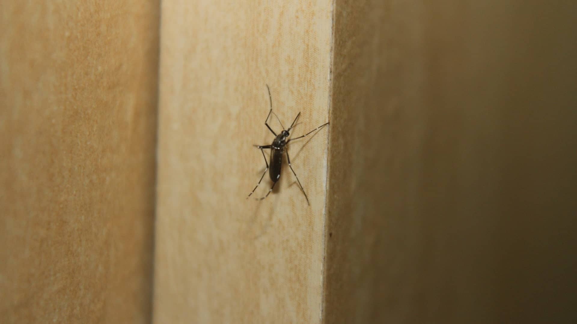 Mozzie proof your home